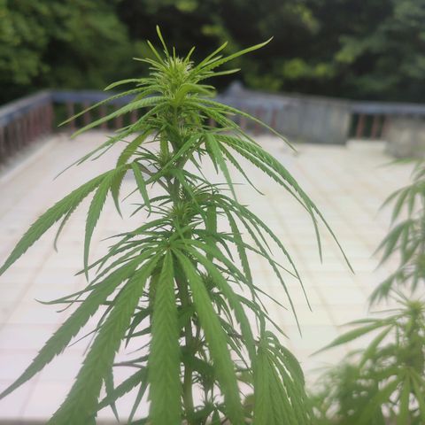 White Widow growlog timeline photo