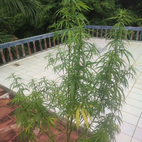 White Widow growlog timeline photo