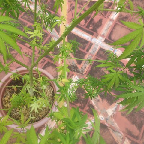 White Widow growlog timeline photo