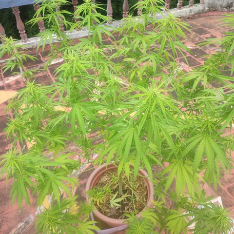 White Widow growlog timeline photo