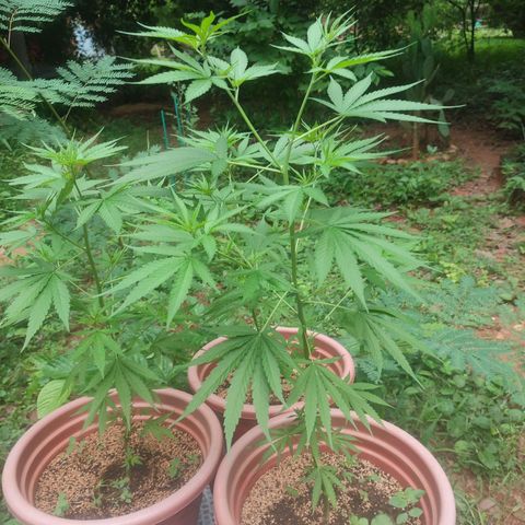 White Widow growlog photo: 80 cm