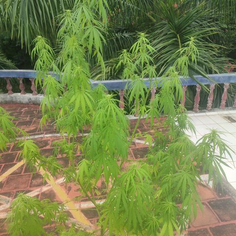 White Widow growlog timeline photo