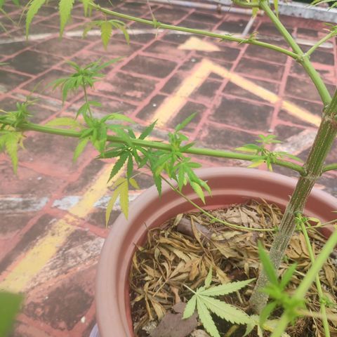 White Widow growlog timeline photo