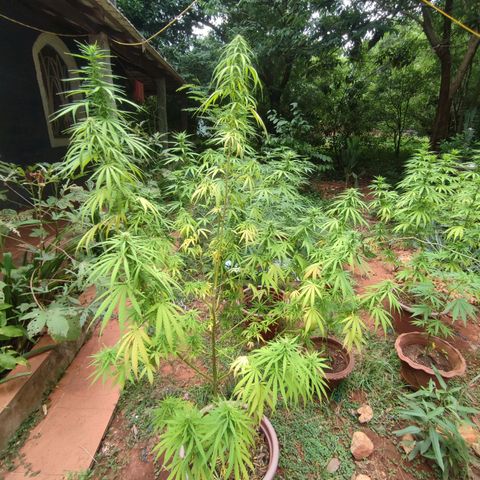 White Widow growlog timeline photo