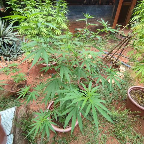 White Widow growlog timeline photo