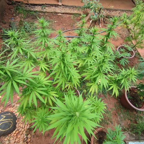 White Widow growlog timeline photo
