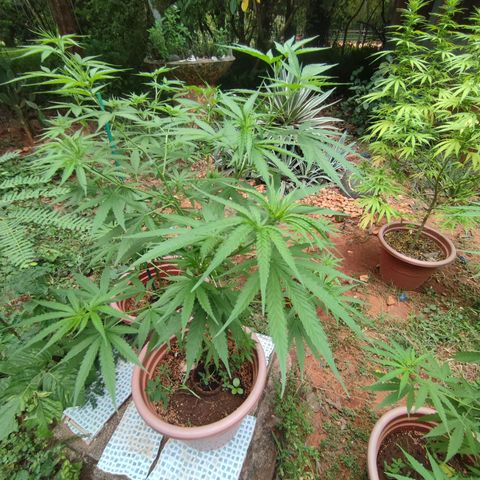 White Widow growlog timeline photo