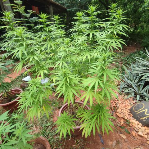 White Widow growlog timeline photo
