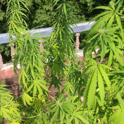 White Widow growlog timeline photo