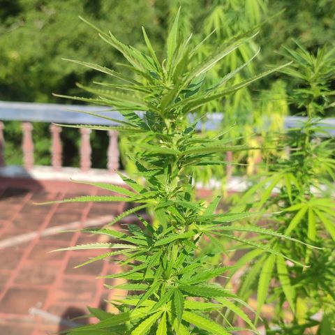 White Widow growlog timeline photo