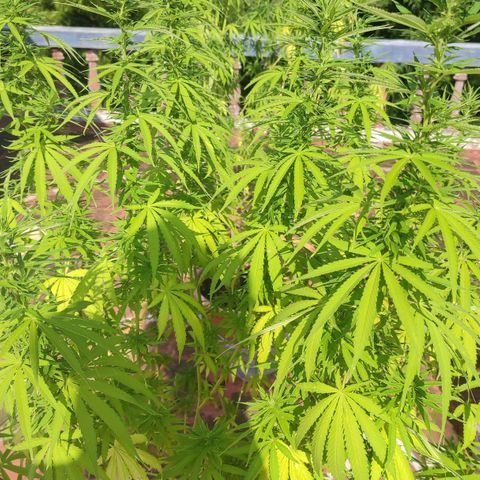 White Widow growlog timeline photo