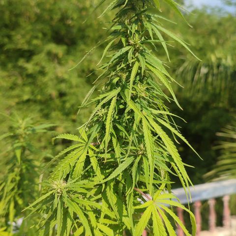 White Widow growlog timeline photo