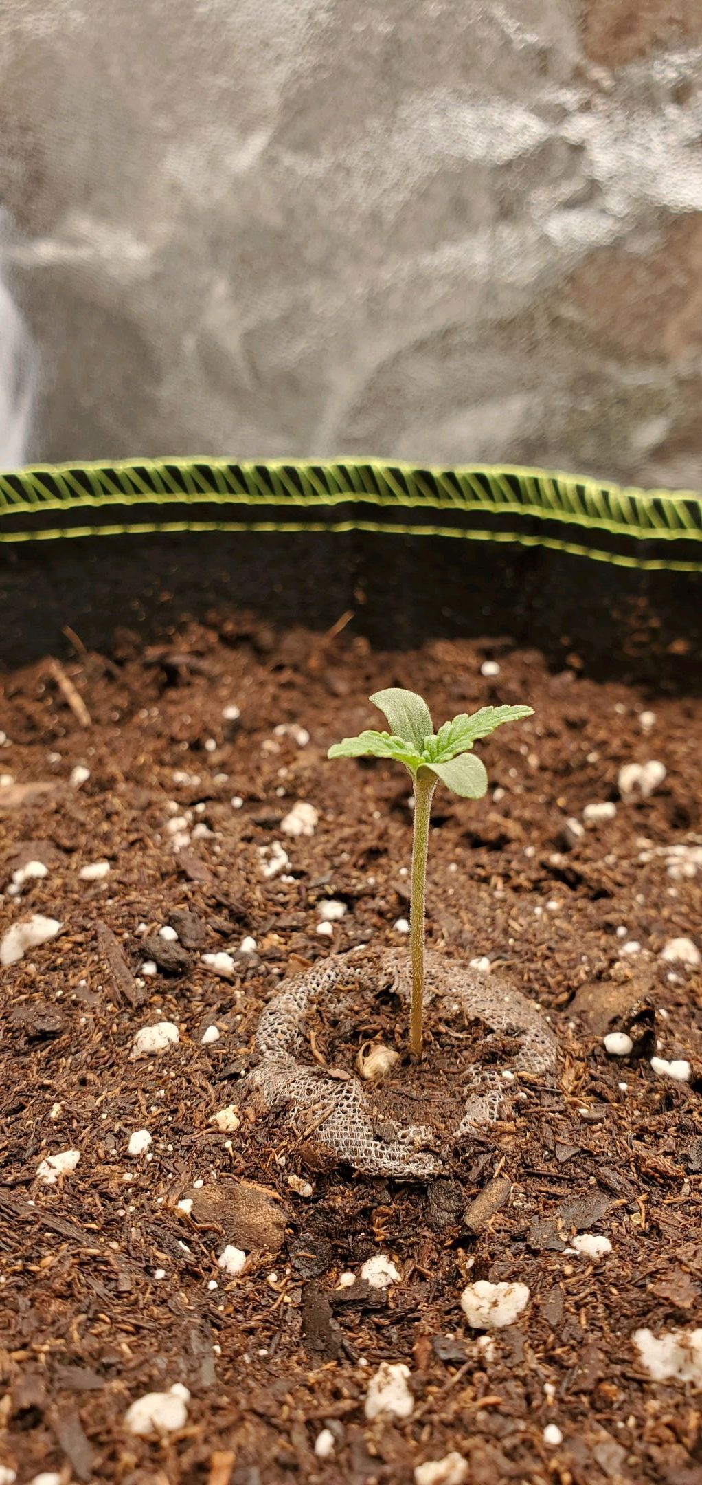 Gelato growlog header