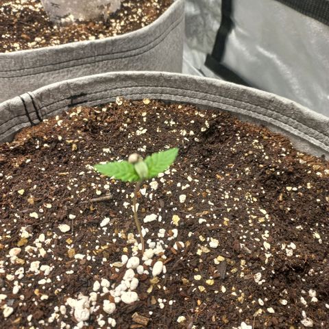 West Coast OG x Gelato 41 Auto growlog timeline photo