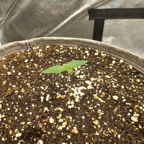 West Coast OG x Gelato 41 Auto growlog timeline photo