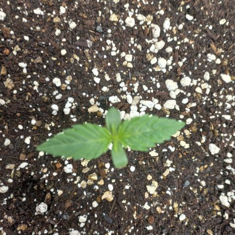 West Coast OG x Gelato 41 Auto growlog timeline photo