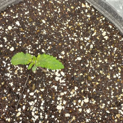 West Coast OG x Gelato 41 Auto growlog photo: Damaged plant and late germination now showing on 1 seed