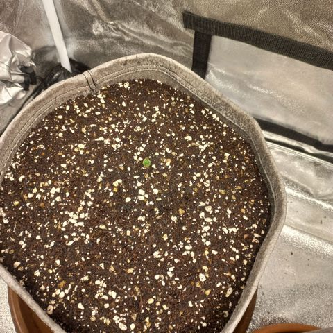 West Coast OG x Gelato 41 Auto growlog photo: Damaged plant and late germination now showing on 1 seed