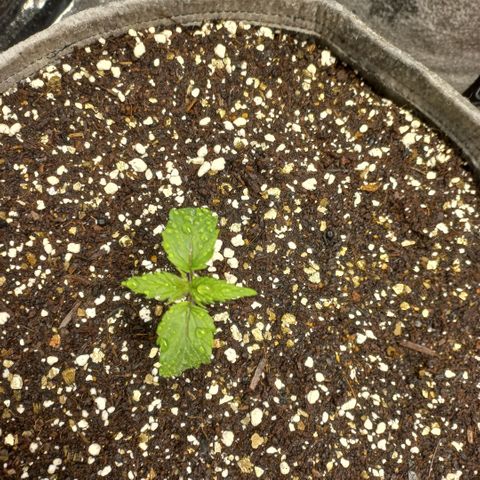 West Coast OG x Gelato 41 Auto growlog photo: Damaged plant and late germination now showing on 1 seed