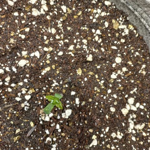 West Coast OG x Gelato 41 Auto growlog photo: Damaged plant and late germination now showing on 1 seed