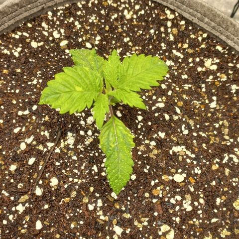 West Coast OG x Gelato 41 Auto growlog timeline photo