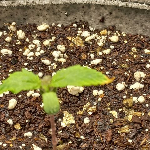 West Coast OG x Gelato 41 Auto growlog timeline photo