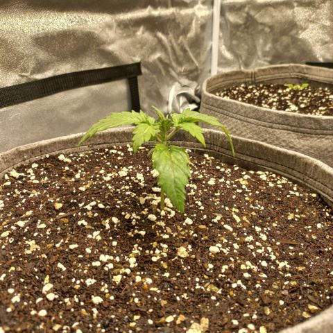 West Coast OG x Gelato 41 Auto growlog timeline photo