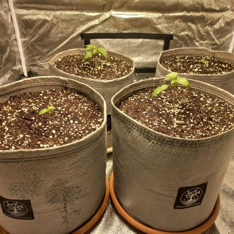 West Coast OG x Gelato 41 Auto growlog timeline photo