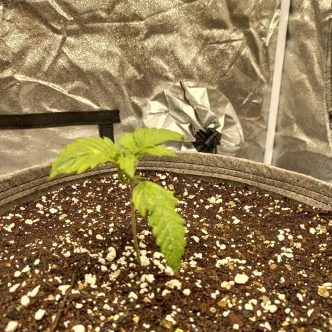 West Coast OG x Gelato 41 Auto growlog timeline photo
