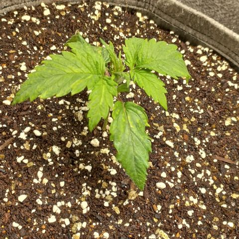 West Coast OG x Gelato 41 Auto growlog timeline photo