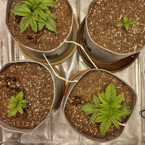 West Coast OG x Gelato 41 Auto growlog photo: LST started