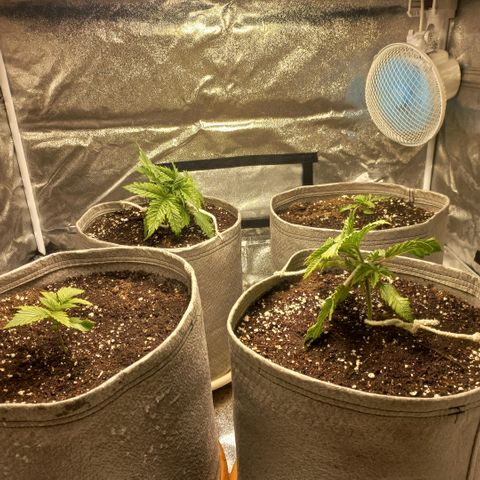 West Coast OG x Gelato 41 Auto growlog photo: LST started