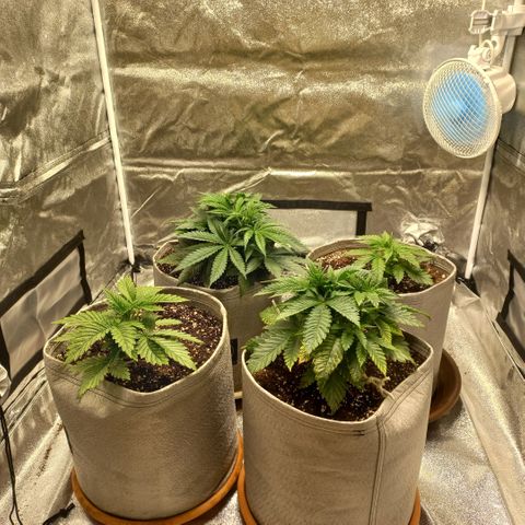 West Coast OG x Gelato 41 Auto growlog timeline photo