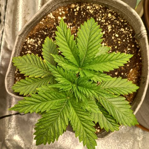 West Coast OG x Gelato 41 Auto growlog timeline photo