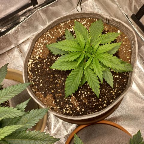 West Coast OG x Gelato 41 Auto growlog timeline photo