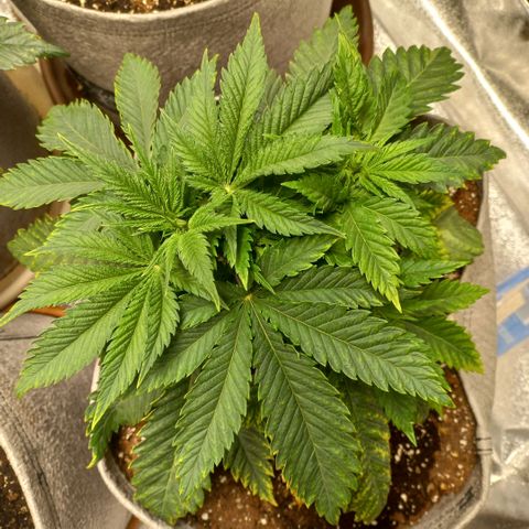 West Coast OG x Gelato 41 Auto growlog timeline photo
