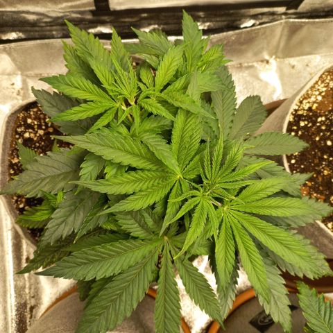West Coast OG x Gelato 41 Auto growlog timeline photo