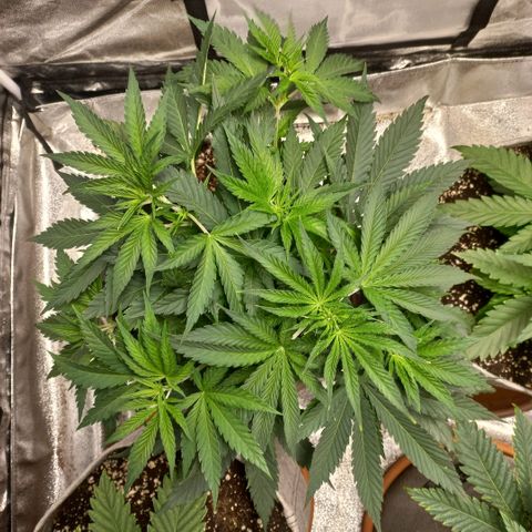 West Coast OG x Gelato 41 Auto growlog timeline photo