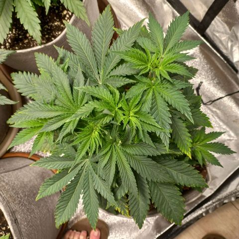 West Coast OG x Gelato 41 Auto growlog timeline photo