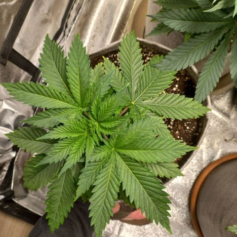 West Coast OG x Gelato 41 Auto growlog timeline photo