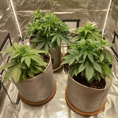 West Coast OG x Gelato 41 Auto growlog timeline photo