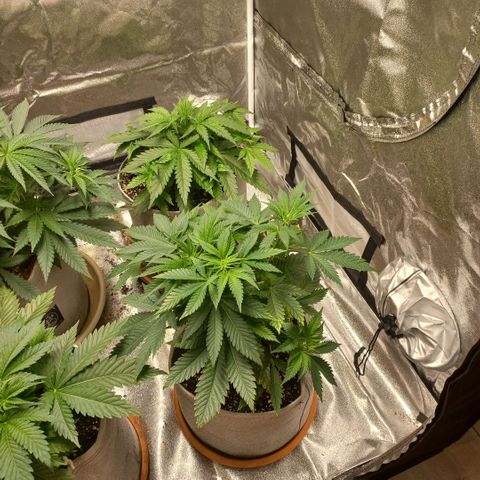 West Coast OG x Gelato 41 Auto growlog timeline photo