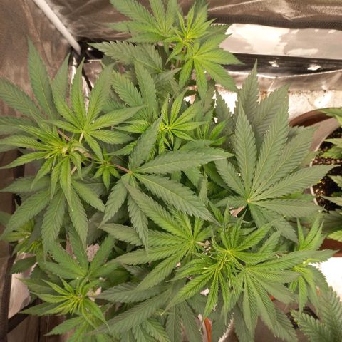 West Coast OG x Gelato 41 Auto growlog timeline photo