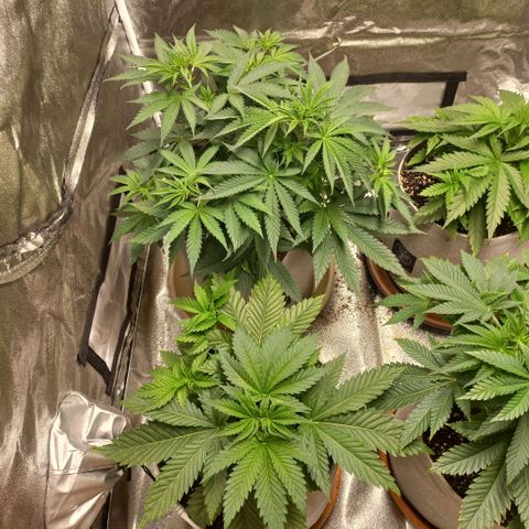 West Coast OG x Gelato 41 Auto growlog timeline photo