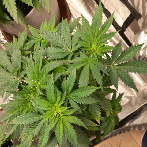 West Coast OG x Gelato 41 Auto growlog timeline photo