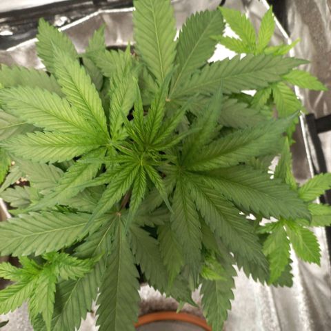 West Coast OG x Gelato 41 Auto growlog timeline photo
