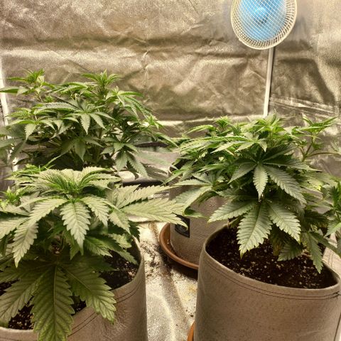 West Coast OG x Gelato 41 Auto growlog timeline photo