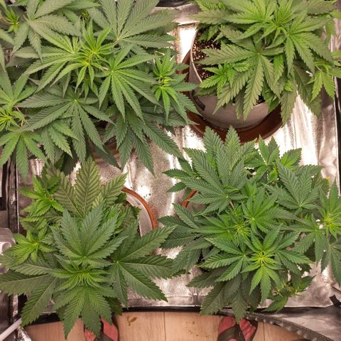 West Coast OG x Gelato 41 Auto growlog timeline photo