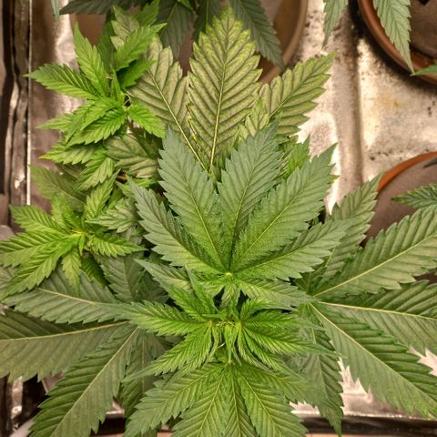 West Coast OG x Gelato 41 Auto growlog timeline photo