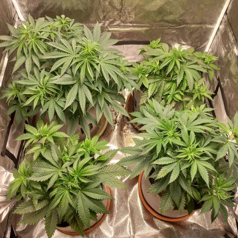 West Coast OG x Gelato 41 Auto growlog timeline photo